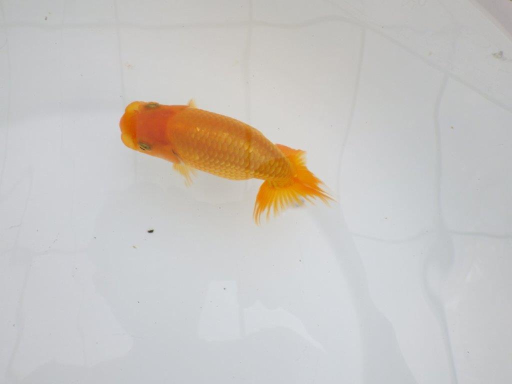 【逸品当歳らんちゅう】尾型, 構えが良い味のあるタイプのらんちゅう　約11,5ｃｍ前後