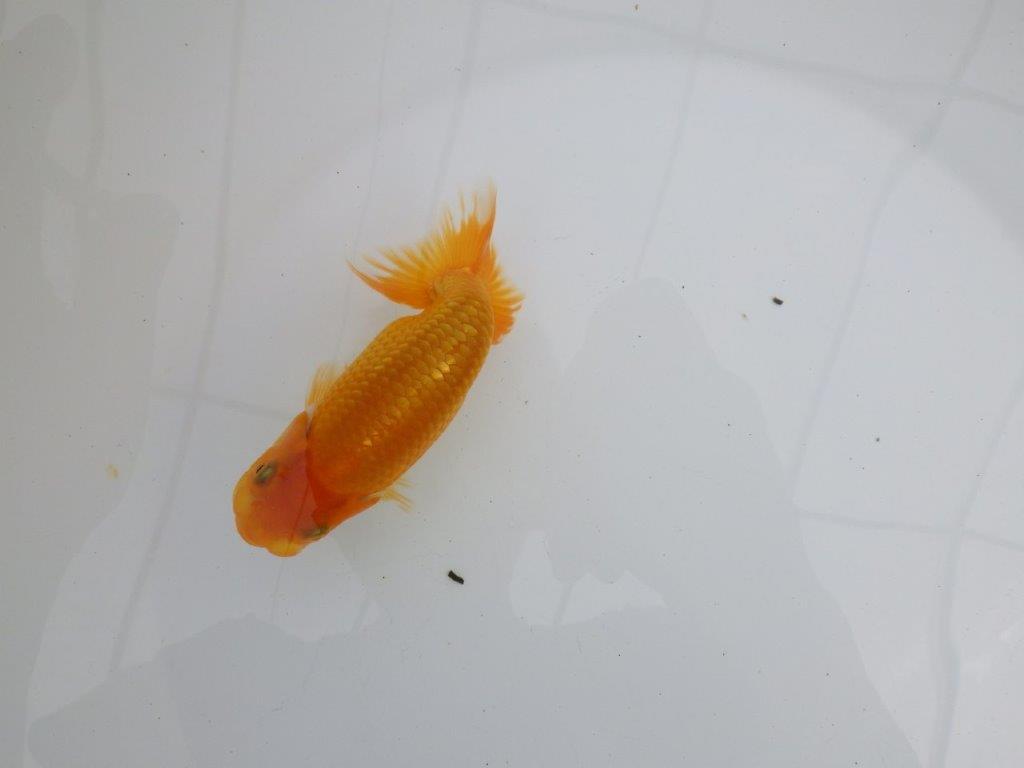 【逸品当歳らんちゅう】尾型, 構えが良い味のあるタイプのらんちゅう　約11,5ｃｍ前後