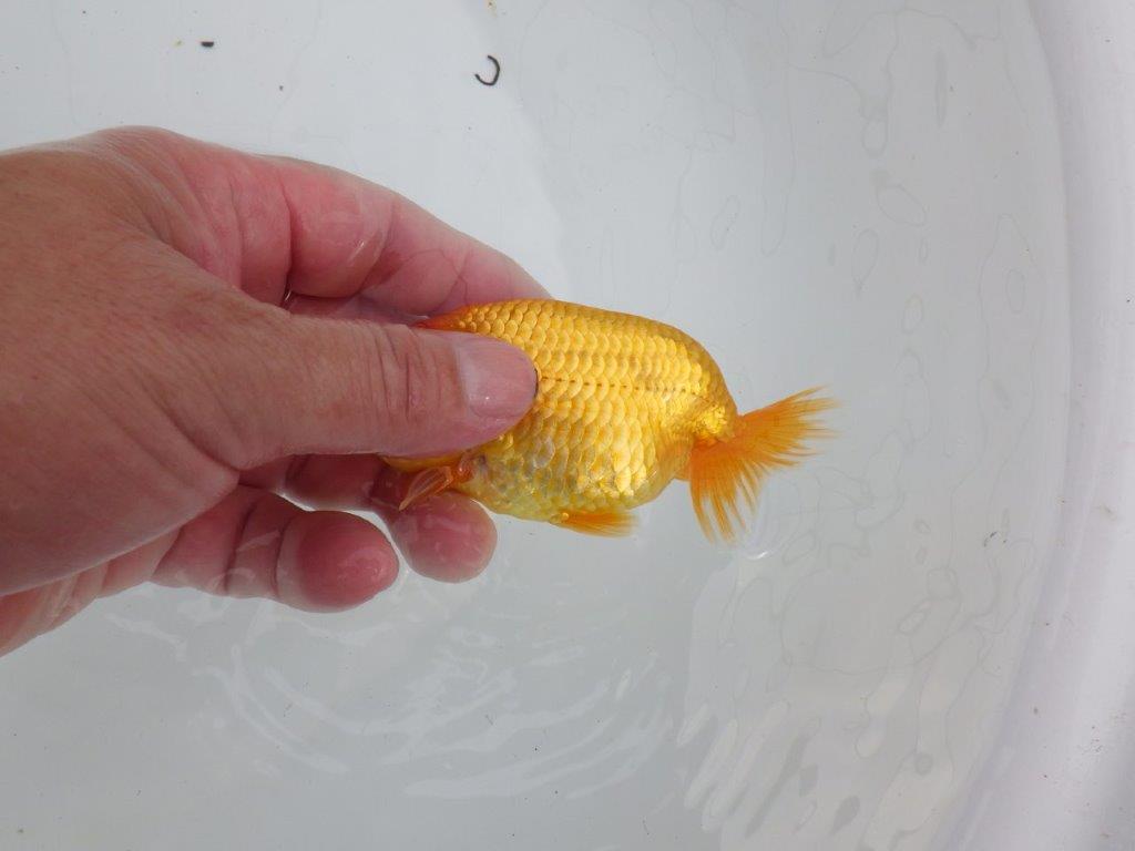 【逸品当歳らんちゅう】尾型, 構えが良い味のあるタイプのらんちゅう　約11,5ｃｍ前後