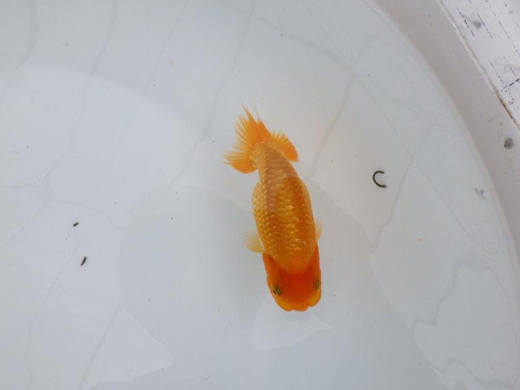 【逸品当歳らんちゅう】背も綺麗で水槽映えする更紗らんちゅう　約12,5ｃｍ前後の上身