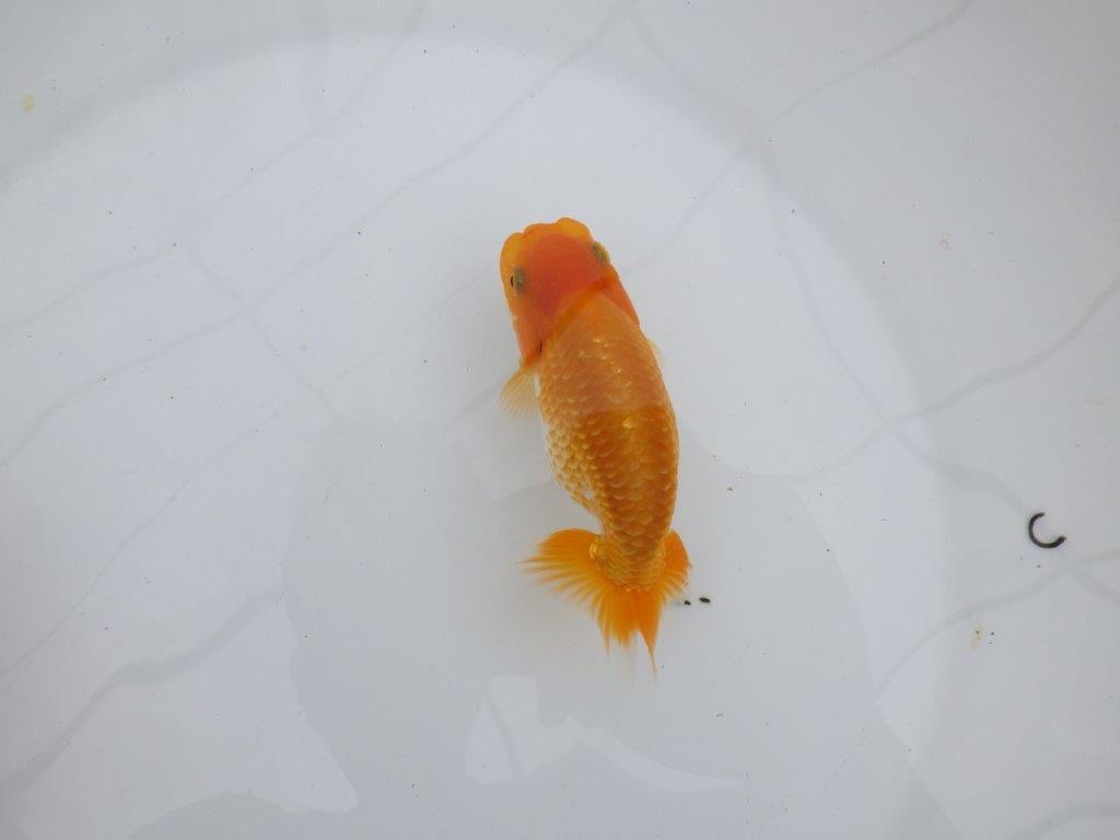 【逸品当歳らんちゅう】背も綺麗で水槽映えする更紗らんちゅう　約12,5ｃｍ前後