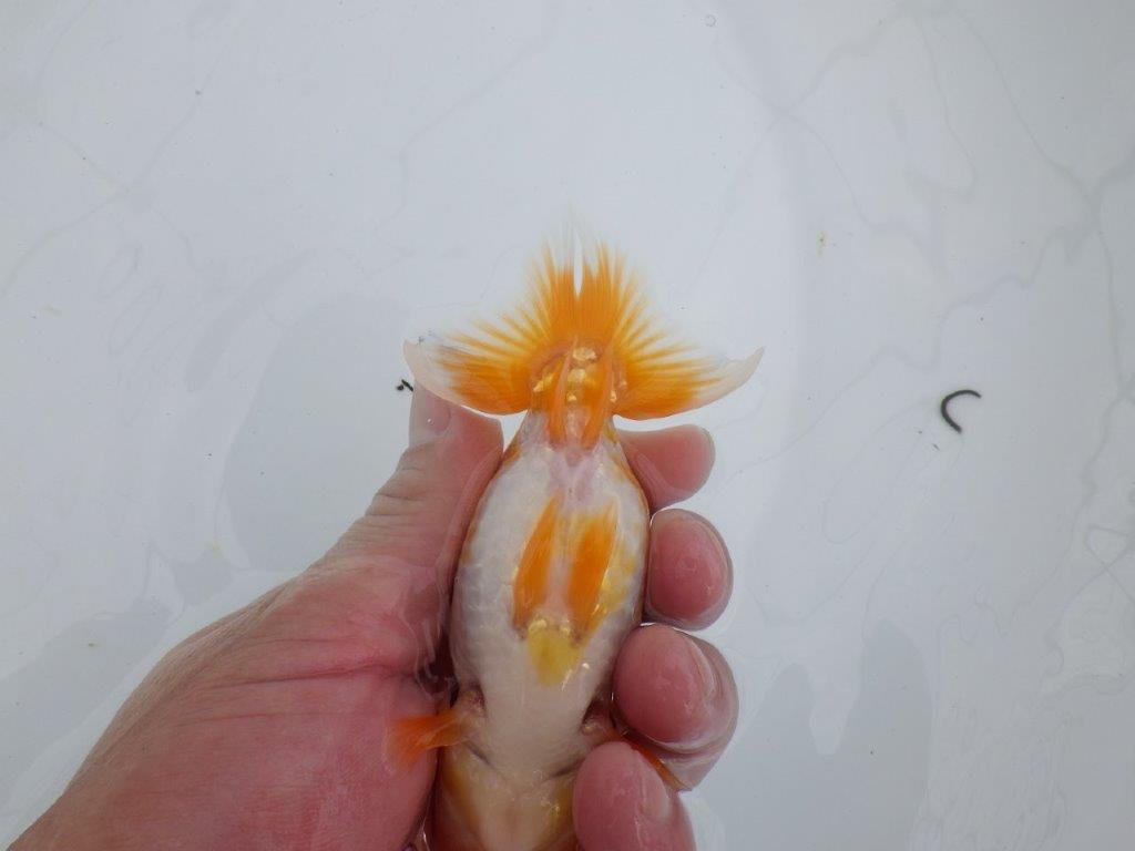 【逸品当歳らんちゅう】背も綺麗で水槽映えする更紗らんちゅう　約12,5ｃｍ前後