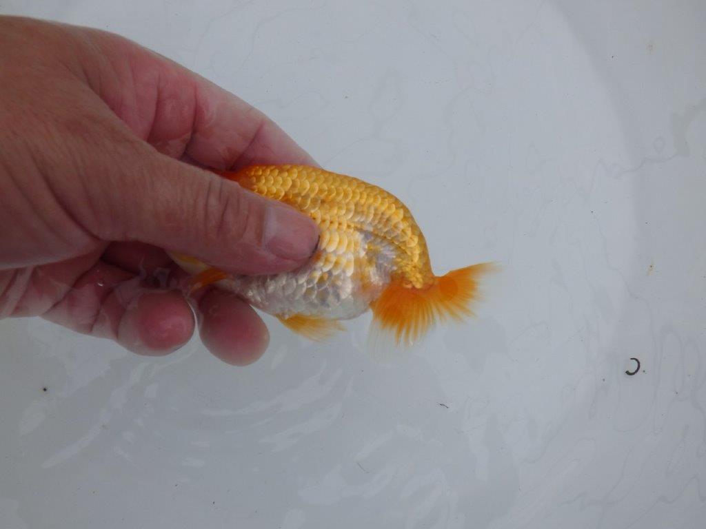 【逸品当歳らんちゅう】背も綺麗で水槽映えする更紗らんちゅう　約12,5ｃｍ前後