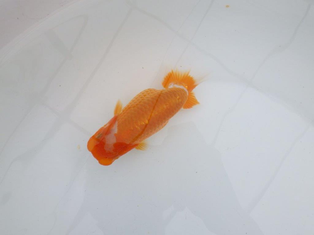 【逸品当歳らんちゅう】背腰のラインが綺麗で水槽映えする更紗らんちゅう　約13ｃｍ前後