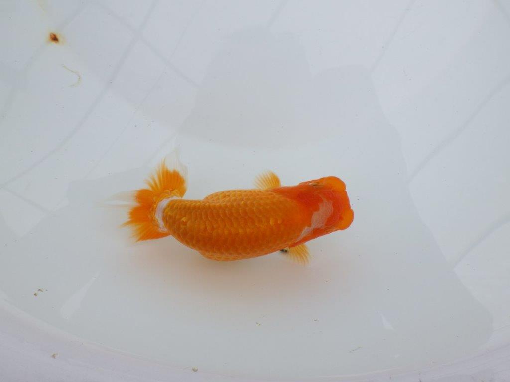 【逸品当歳らんちゅう】背腰のラインが綺麗で水槽映えする更紗らんちゅう　約13ｃｍ前後