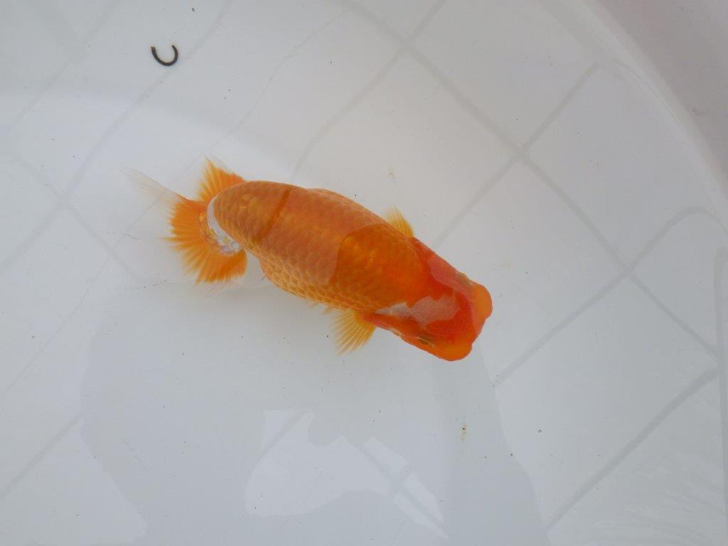 【逸品当歳らんちゅう】背腰のラインが綺麗で水槽映えする更紗らんちゅう　約13ｃｍ前後