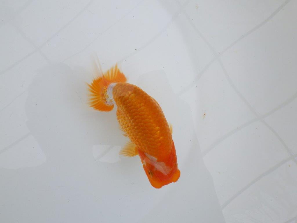 【逸品当歳らんちゅう】背腰のラインが綺麗で水槽映えする更紗らんちゅう　約13ｃｍ前後