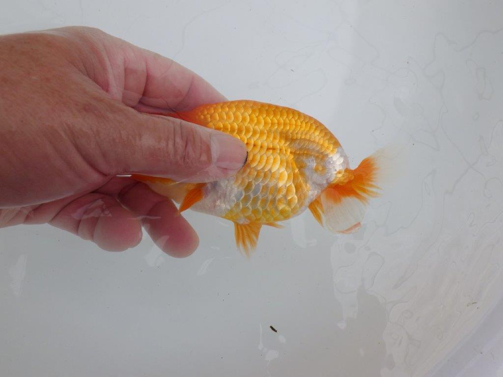 【逸品当歳らんちゅう】背腰のラインが綺麗で水槽映えする更紗らんちゅう　約13ｃｍ前後