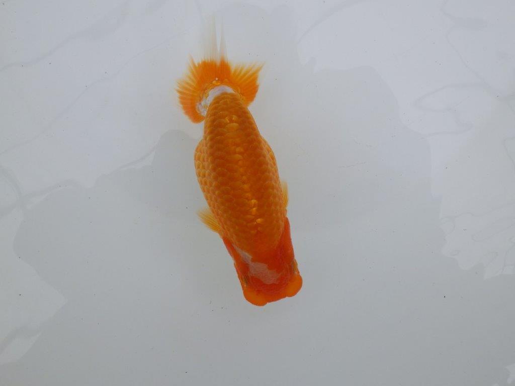 【逸品当歳らんちゅう】背腰のラインが綺麗で水槽映えする更紗らんちゅう　約13ｃｍ前後の上身