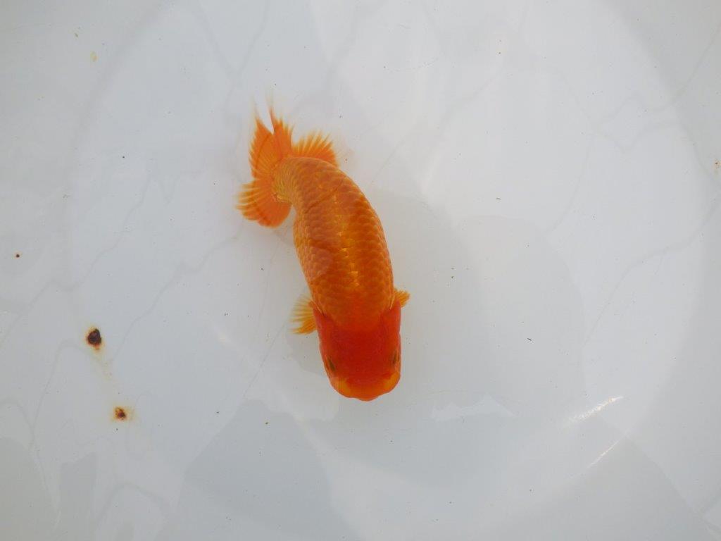 【逸品当歳らんちゅう】背腰のラインが綺麗で横見がお勧めのらんちゅう　約14,5ｃｍ前後