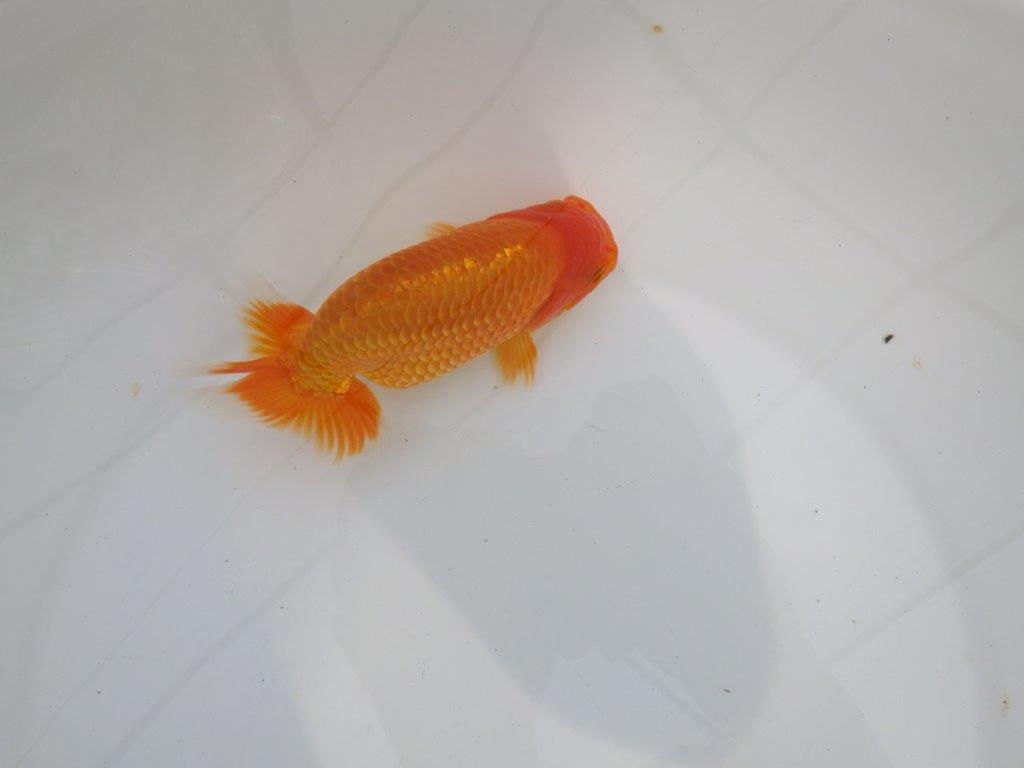 【逸品当歳らんちゅう】背腰のラインが綺麗で横見がお勧めのらんちゅう　約14,5ｃｍ前後