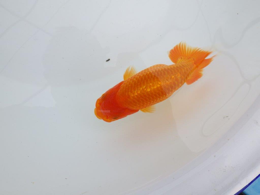 【逸品当歳らんちゅう】背腰のラインが綺麗で横見がお勧めのらんちゅう　約14,5ｃｍ前後