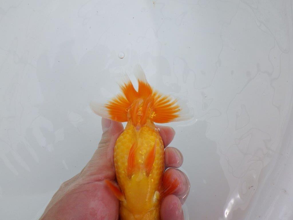 【逸品当歳らんちゅう】背腰のラインが綺麗で横見がお勧めのらんちゅう　約14,5ｃｍ前後