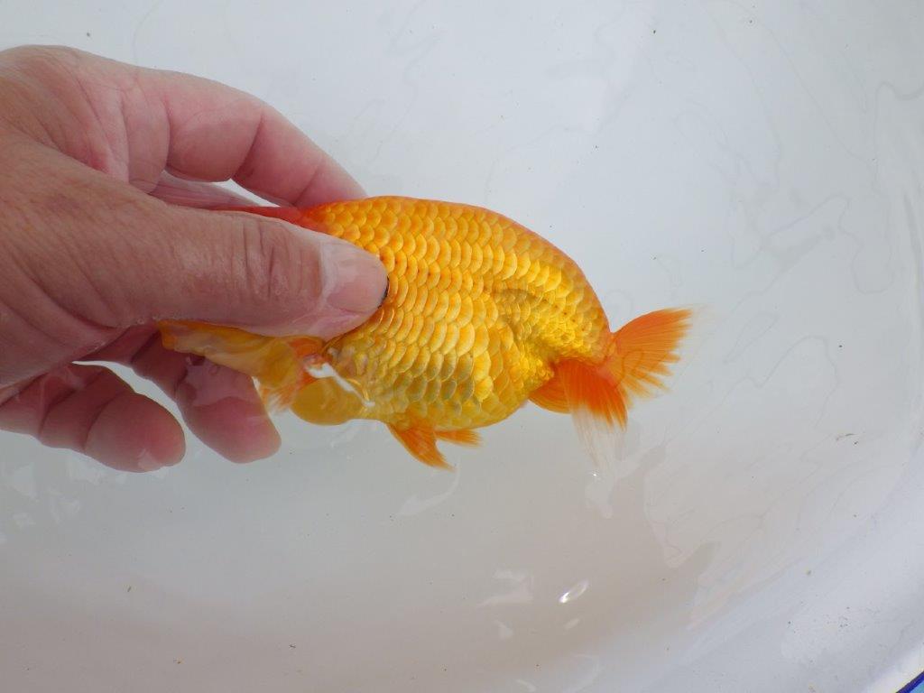 【逸品当歳らんちゅう】背腰のラインが綺麗で横見がお勧めのらんちゅう　約14,5ｃｍ前後