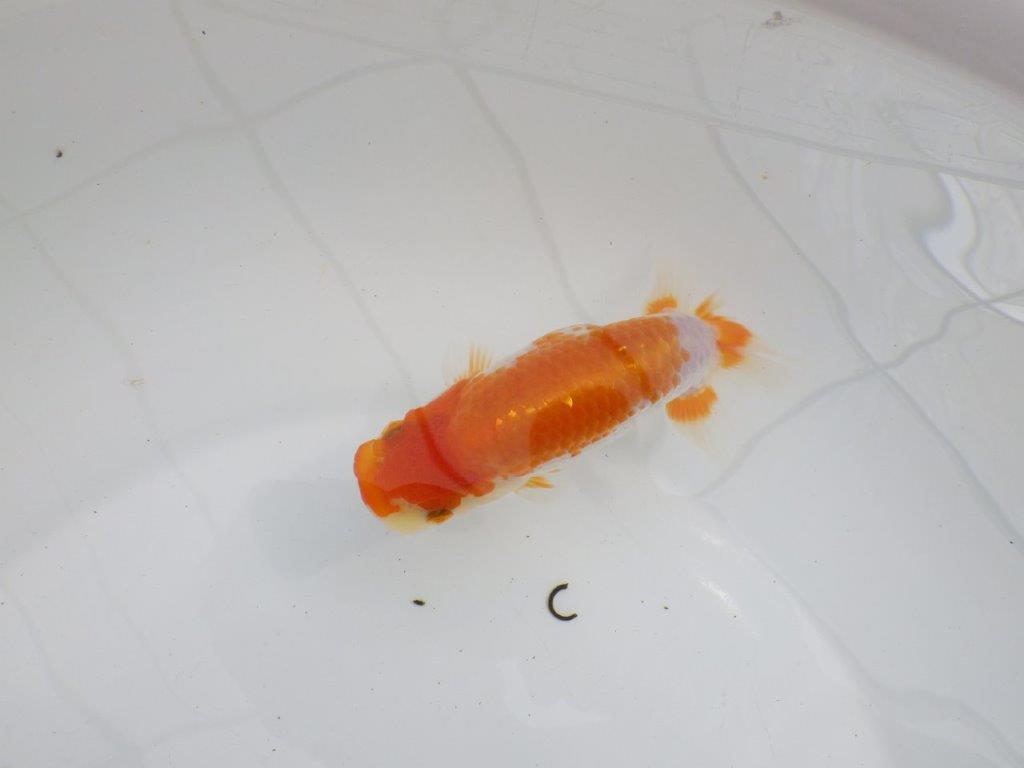 【逸品当歳らんちゅう】上質で飼い込みお勧めのらんちゅう　約13ｃｍ前後