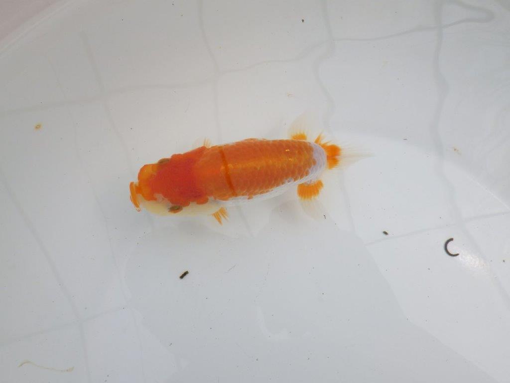 【逸品当歳らんちゅう】上質で飼い込みお勧めのらんちゅう　約13ｃｍ前後