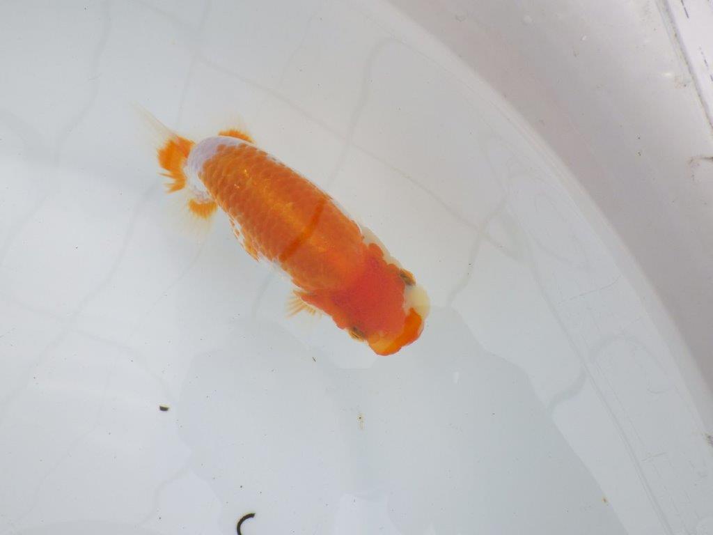 【逸品当歳らんちゅう】上質で飼い込みお勧めのらんちゅう　約13ｃｍ前後