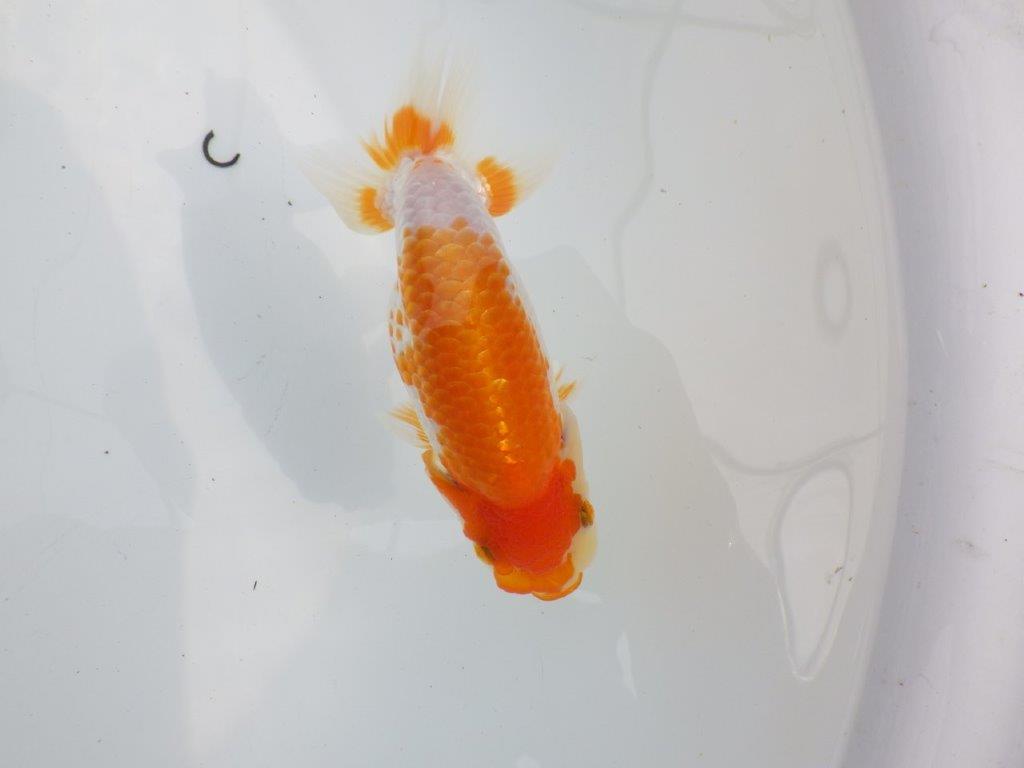 【逸品当歳らんちゅう】上質で飼い込みお勧めのらんちゅう　約13ｃｍ前後