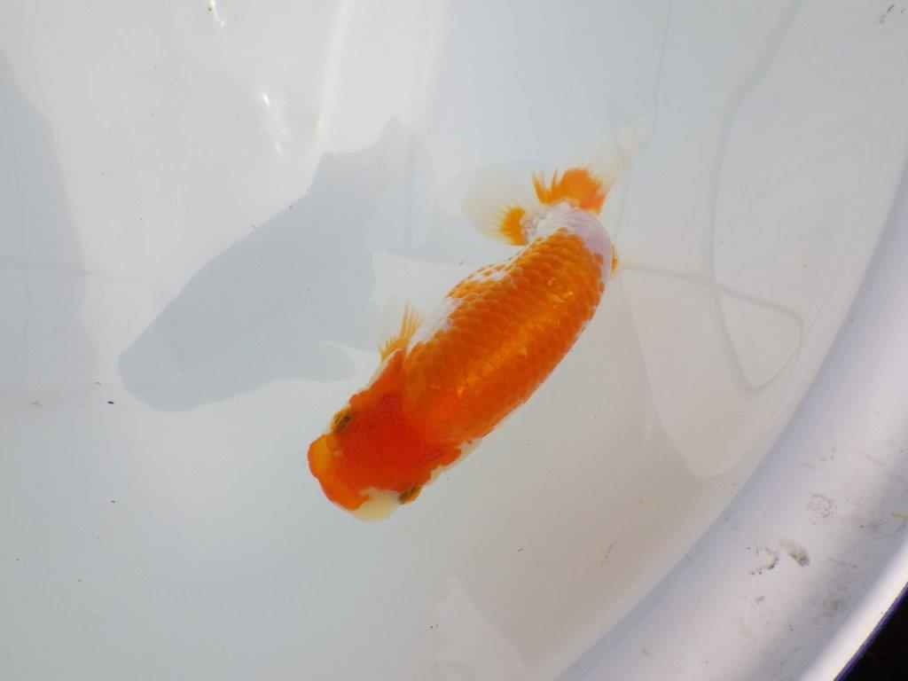 【逸品当歳らんちゅう】上質で飼い込みお勧めのらんちゅう　約13ｃｍ前後の上身