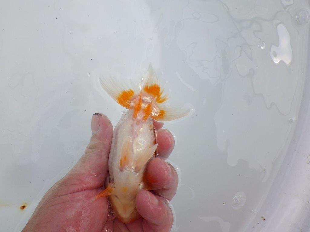【逸品当歳らんちゅう】上質で飼い込みお勧めのらんちゅう　約13ｃｍ前後