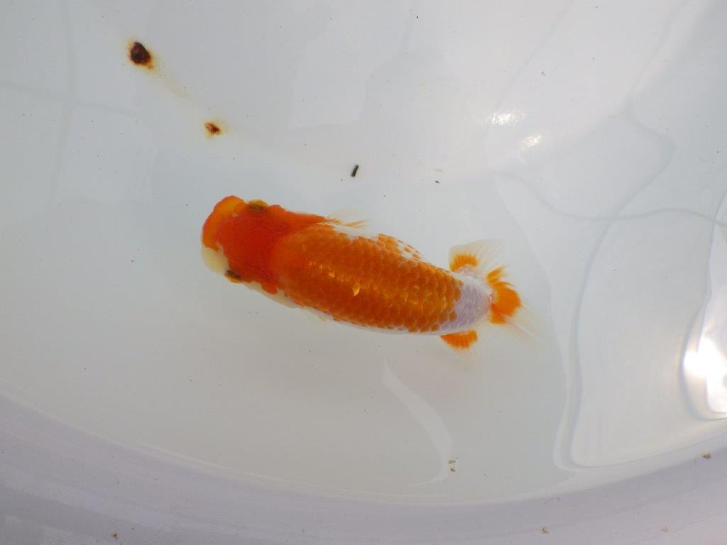 【逸品当歳らんちゅう】上質で飼い込みお勧めのらんちゅう　約13ｃｍ前後