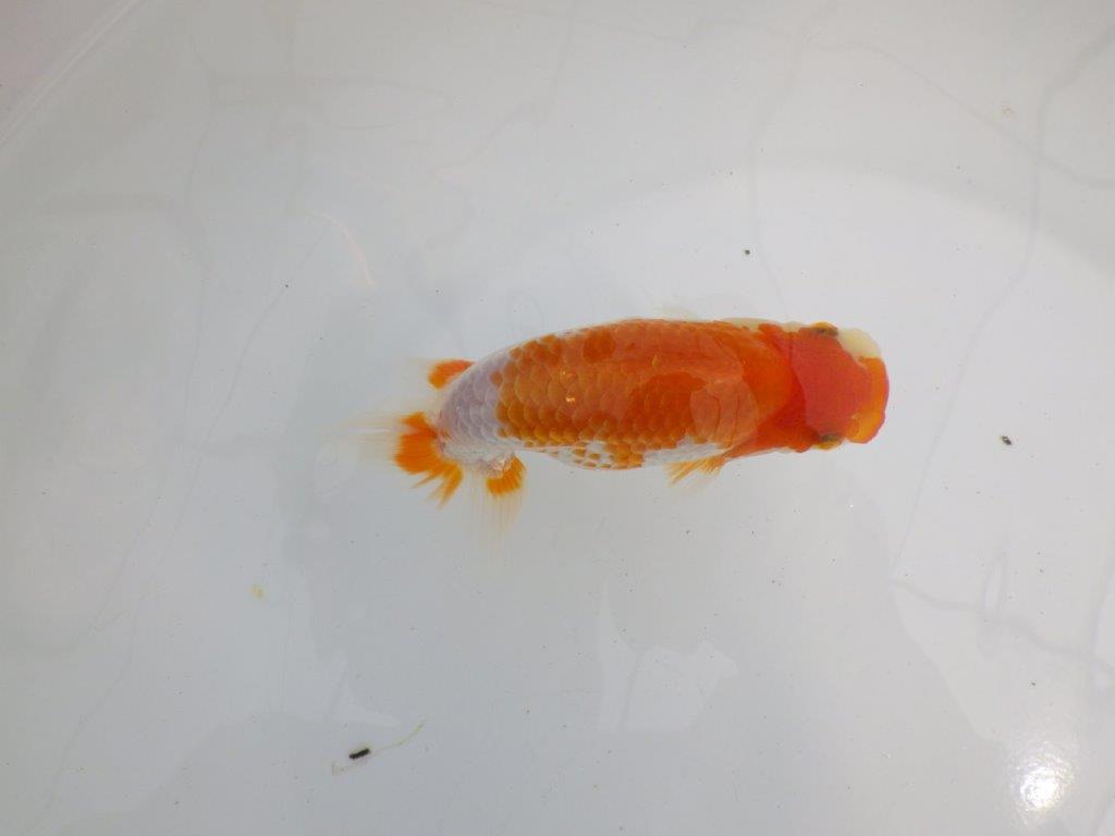 【逸品当歳らんちゅう】上質で飼い込みお勧めのらんちゅう　約13ｃｍ前後