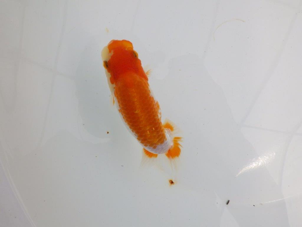 【逸品当歳らんちゅう】上質で飼い込みお勧めのらんちゅう　約13ｃｍ前後