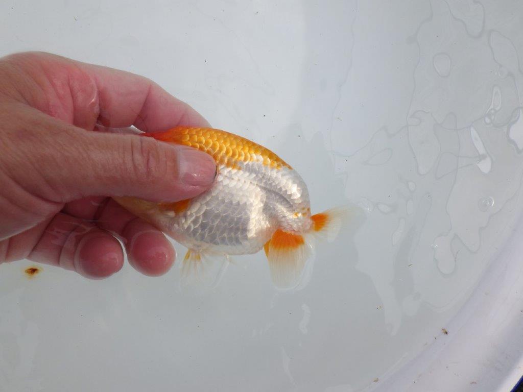 【逸品当歳らんちゅう】上質で飼い込みお勧めのらんちゅう　約13ｃｍ前後