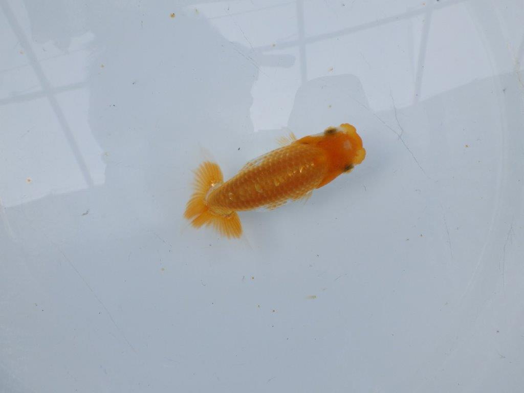 【逸品当歳らんちゅう】飼い込みお勧めのらんちゅう　約9,5ｃｍ前後