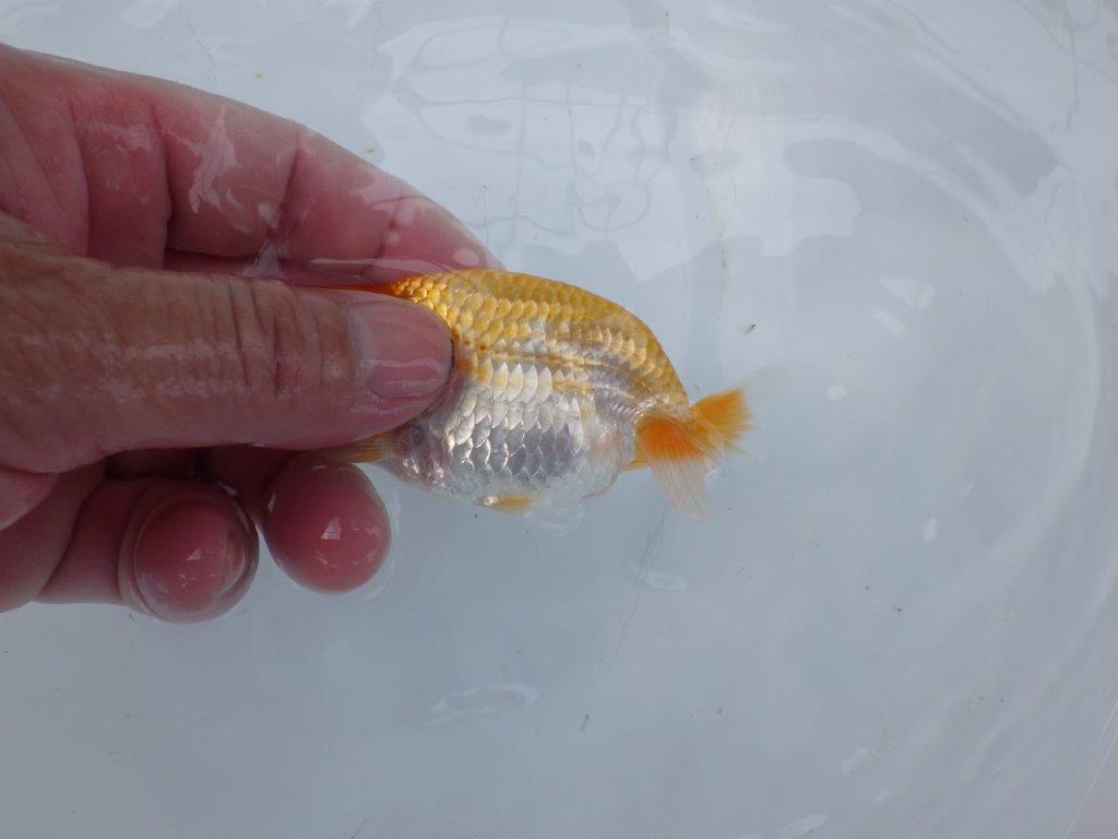 【逸品当歳らんちゅう】飼い込みお勧めのらんちゅう　約9,5ｃｍ前後