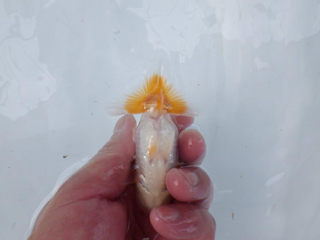 【逸品当歳らんちゅう】飼い込みお勧めのらんちゅう　約9,5ｃｍ前後