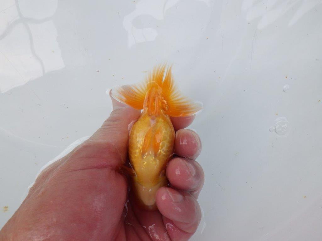 【逸品当歳らんちゅう】今後の成長が楽しみならんちゅう　約10ｃｍ前後