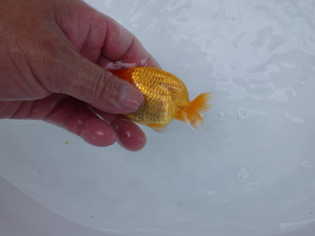 【逸品当歳らんちゅう】今後の成長が楽しみならんちゅう　約10ｃｍ前後