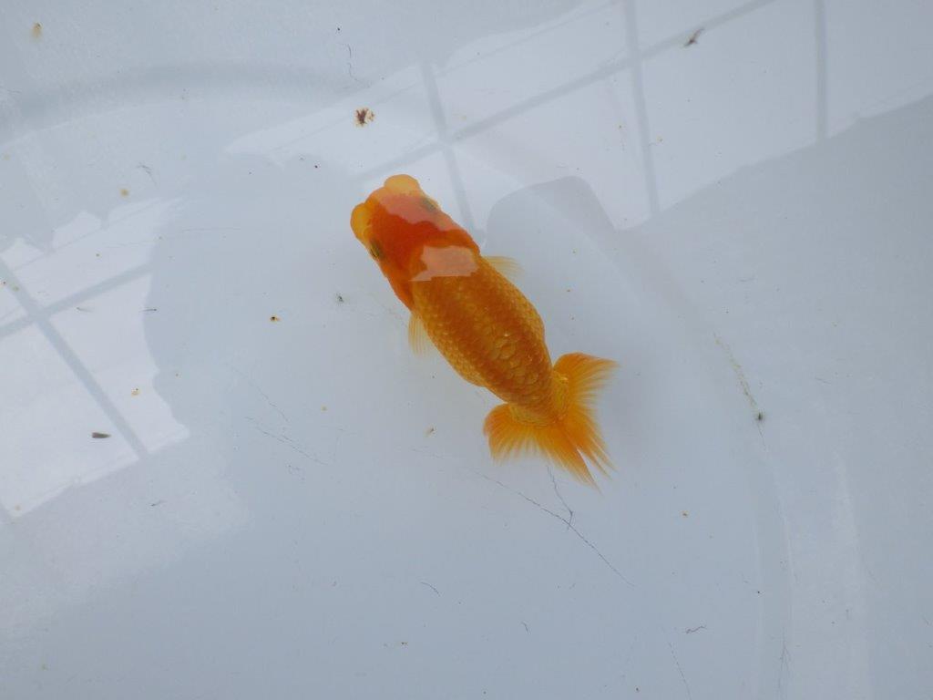 【逸品当歳らんちゅう】今後の成長が楽しみならんちゅう　約10ｃｍ前後の上身