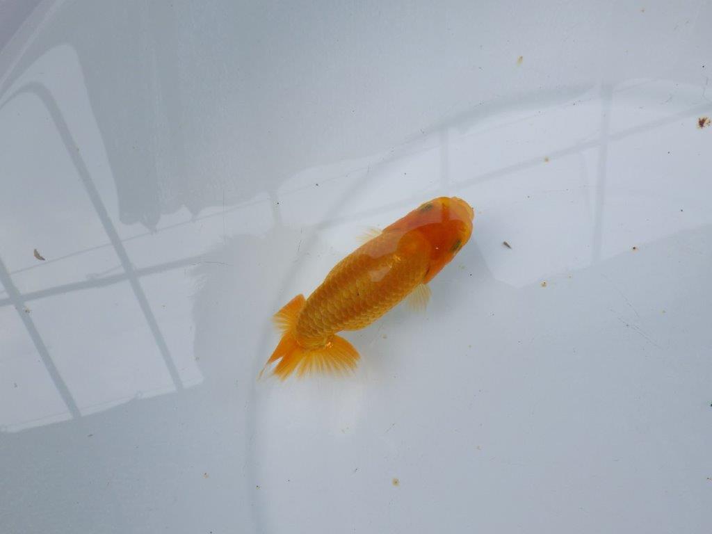 【逸品当歳らんちゅう】雰囲気の良いらんちゅう　約11,5ｃｍ前後
