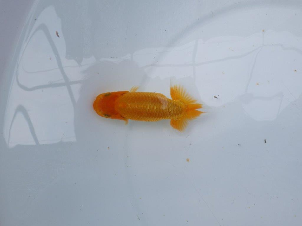 【逸品当歳らんちゅう】雰囲気の良いらんちゅう　約11,5ｃｍ前後