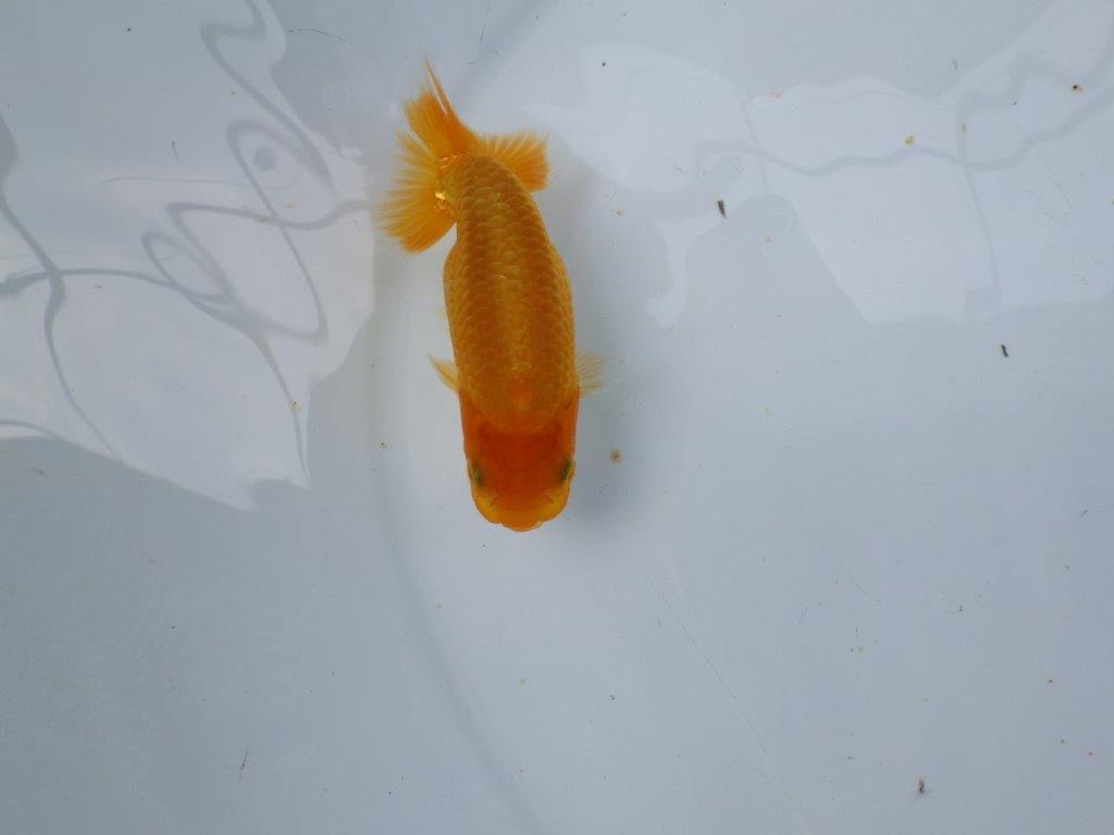 【逸品当歳らんちゅう】雰囲気の良いらんちゅう　約11,5ｃｍ前後の上身