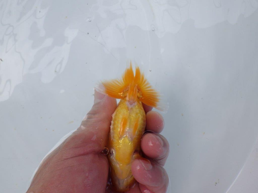 【逸品当歳らんちゅう】雰囲気の良いらんちゅう　約11,5ｃｍ前後