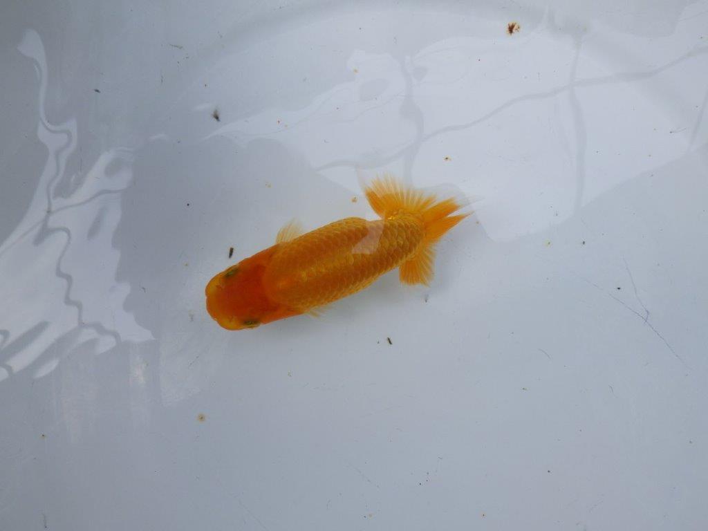 【逸品当歳らんちゅう】雰囲気の良いらんちゅう　約11,5ｃｍ前後