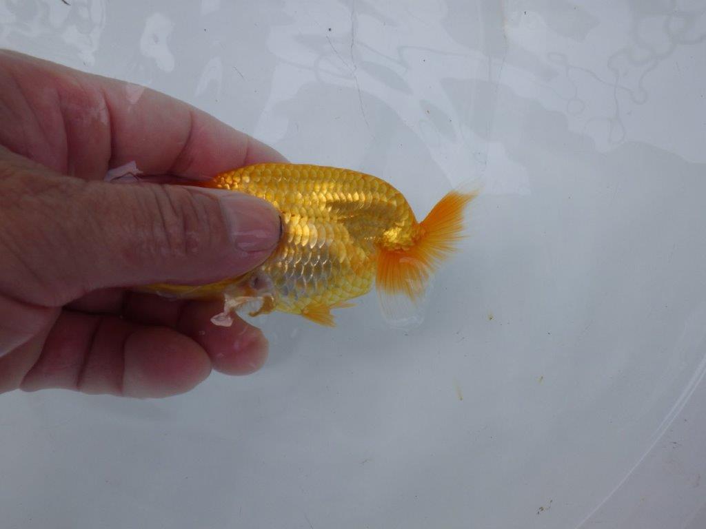 【逸品当歳らんちゅう】雰囲気の良いらんちゅう　約11,5ｃｍ前後