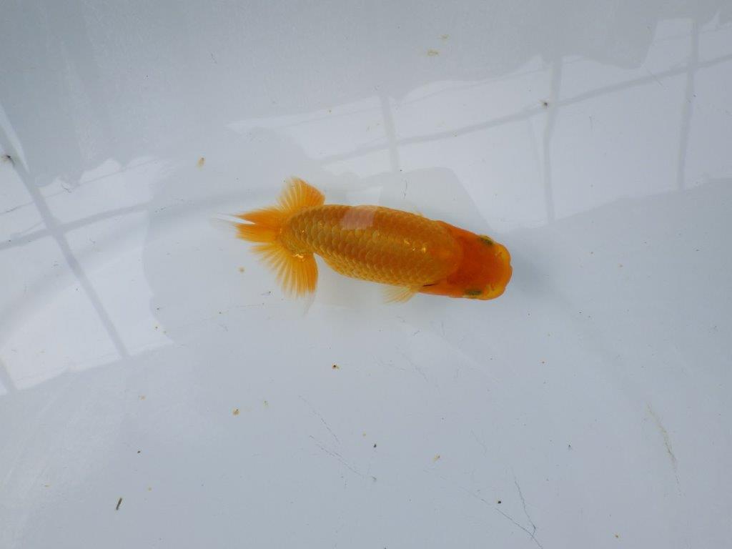 【逸品当歳らんちゅう】雰囲気の良いらんちゅう　約11,5ｃｍ前後