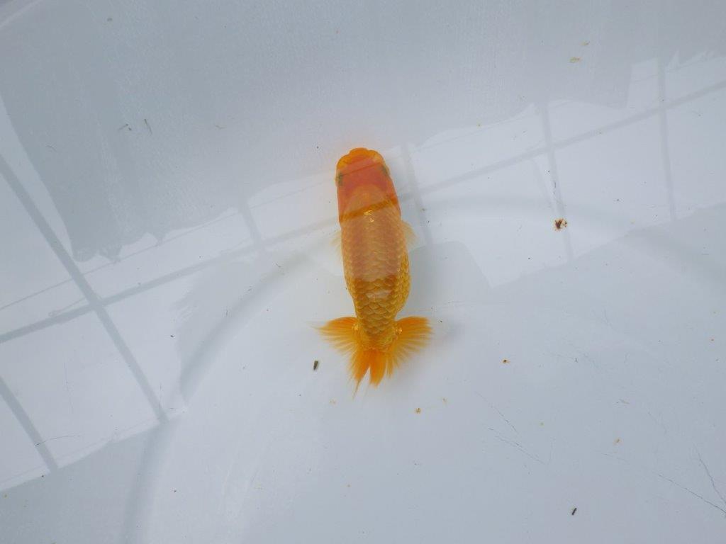 【逸品当歳らんちゅう】雰囲気の良いらんちゅう　約11,5ｃｍ前後