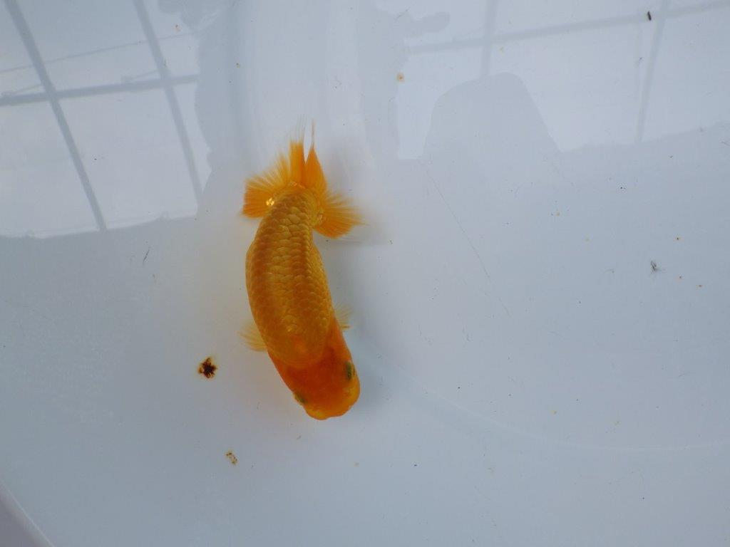 【逸品当歳らんちゅう】雰囲気の良いらんちゅう　約11,5ｃｍ前後
