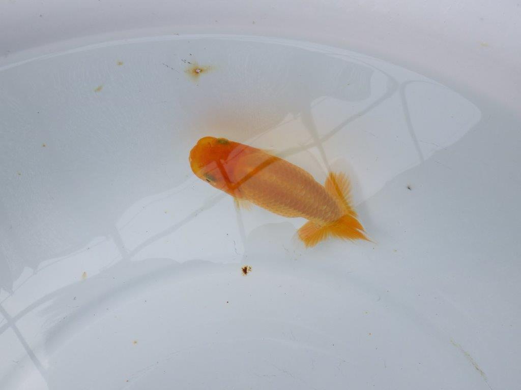 【逸品当歳らんちゅう】雰囲気の良いらんちゅう　約11,5ｃｍ前後