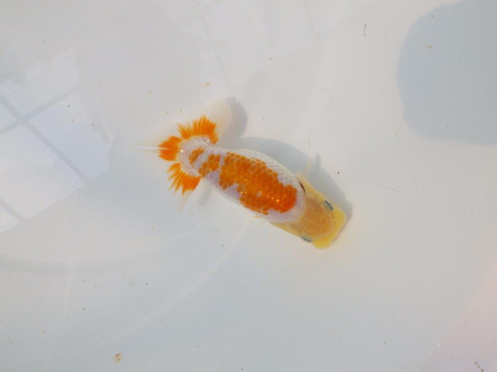 【逸品当歳らんちゅう】尾張りが良くご鑑賞お勧めのらんちゅう　約12,5ｃｍ前後