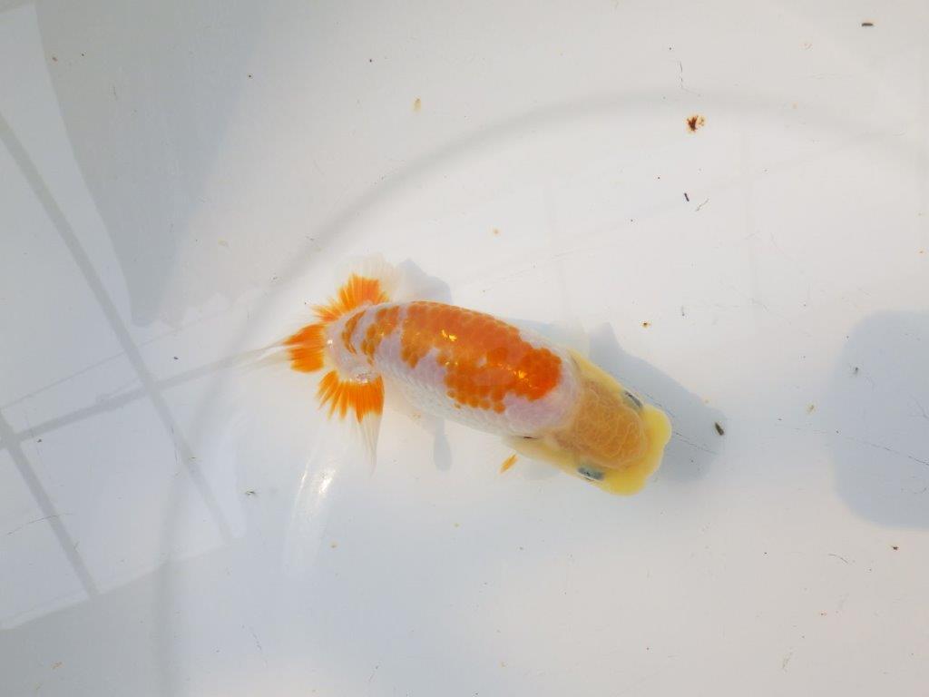 【逸品当歳らんちゅう】尾張りが良くご鑑賞お勧めのらんちゅう　約12,5ｃｍ前後
