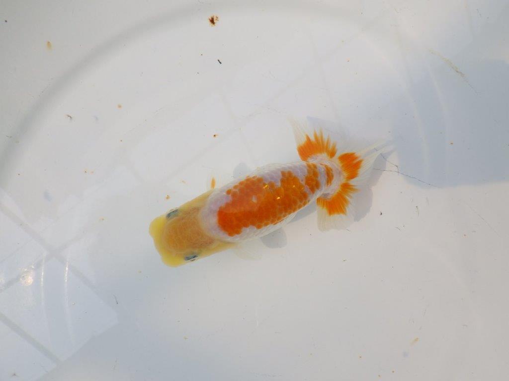 【逸品当歳らんちゅう】尾張りが良くご鑑賞お勧めのらんちゅう　約12,5ｃｍ前後の上身