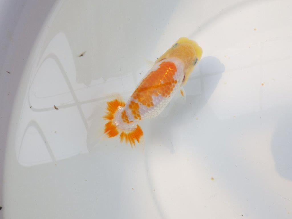 【逸品当歳らんちゅう】尾張りが良くご鑑賞お勧めのらんちゅう　約12,5ｃｍ前後