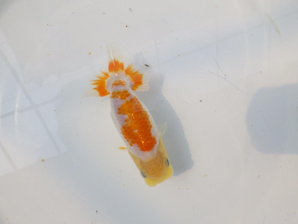 【逸品当歳らんちゅう】尾張りが良くご鑑賞お勧めのらんちゅう　約12,5ｃｍ前後