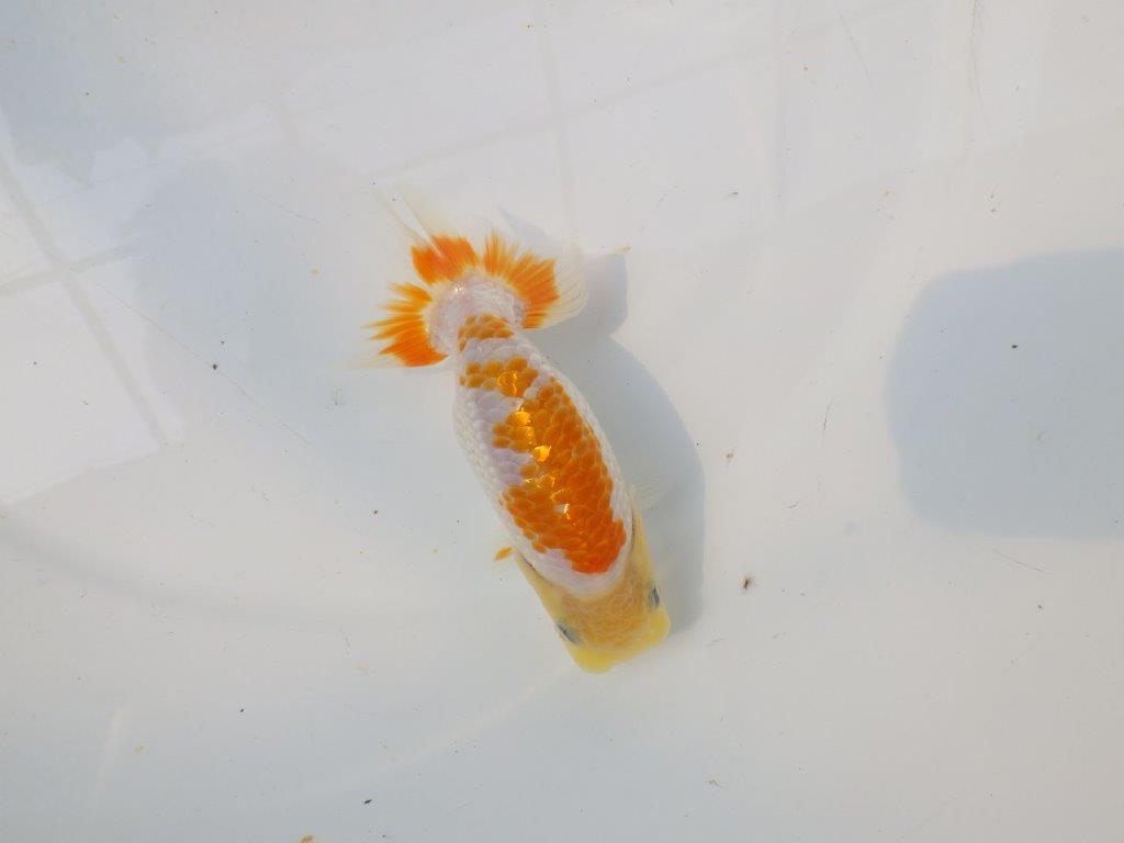【逸品当歳らんちゅう】尾張りが良くご鑑賞お勧めのらんちゅう　約12,5ｃｍ前後